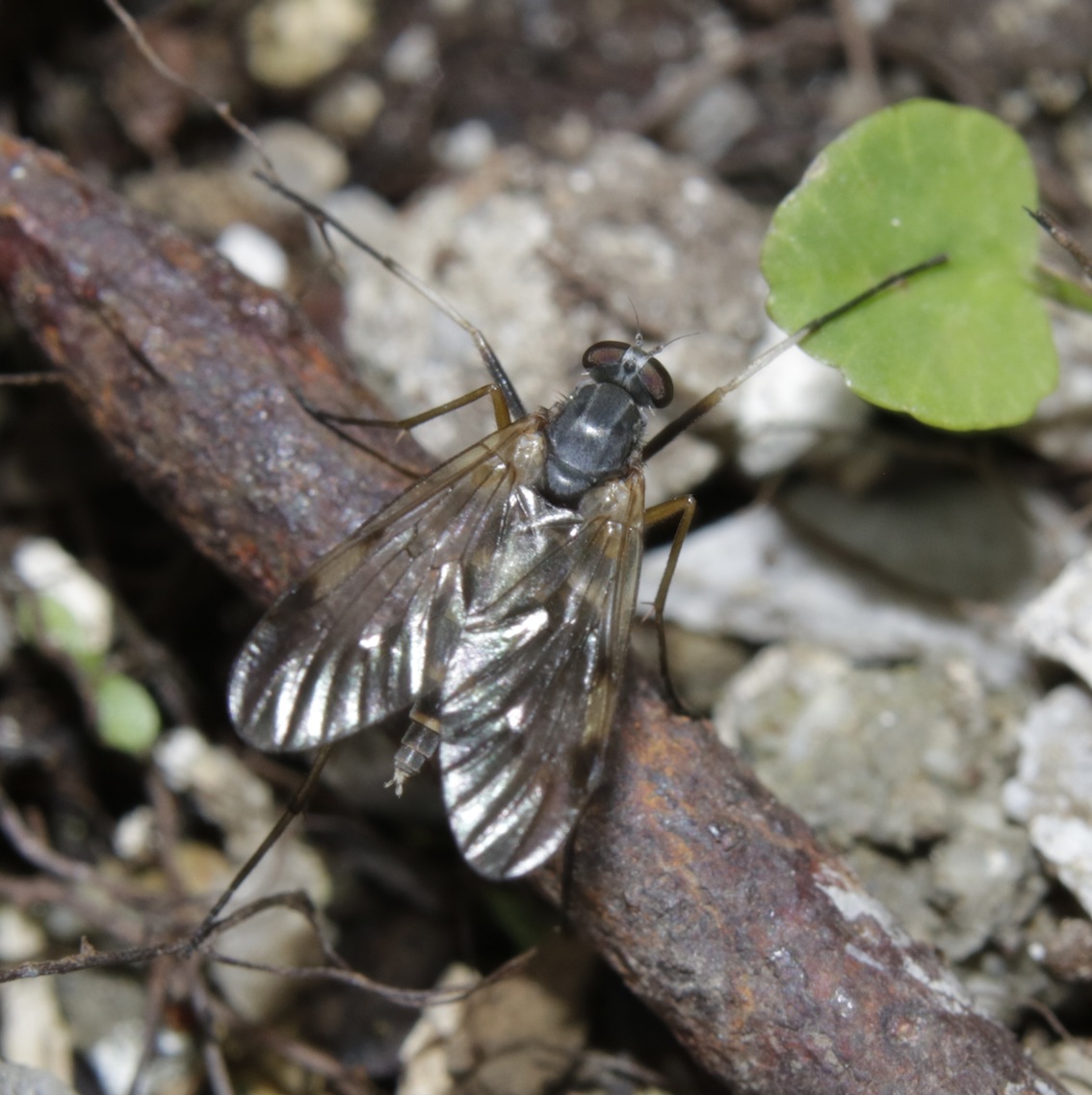 Rhagionidae: Rhagio cfr. maculatus, femmina